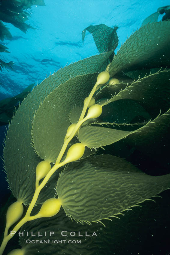 Kelp frond showing pneumatocysts. San Clemente Island, California, USA, Macrocystis pyrifera, natural history stock photograph, photo id 04656