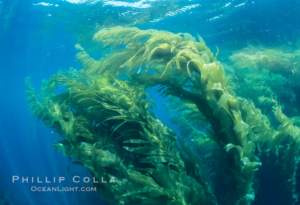 Kelp forest. San Clemente Island, California, USA, Macrocystis pyrifera, natural history stock photograph, photo id 04672