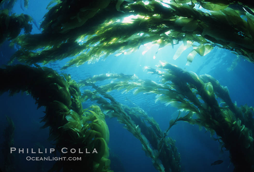 Kelp forest. San Clemente Island, California, USA, Macrocystis pyrifera, natural history stock photograph, photo id 04676