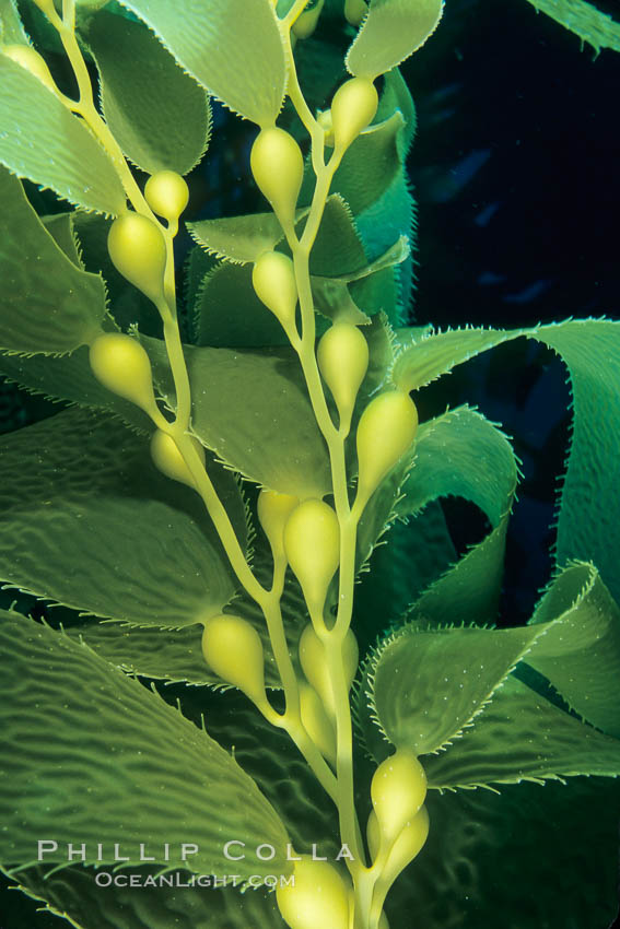 Kelp fronds, showing pneumatocysts (gas bladders). San Clemente Island, California, USA, Macrocystis pyrifera, natural history stock photograph, photo id 19920