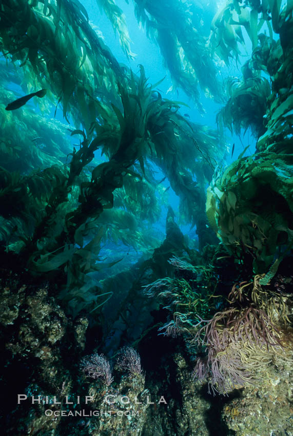 Kelp, showing holdfast and reef. San Clemente Island, California, USA, Macrocystis pyrifera, natural history stock photograph, photo id 03487