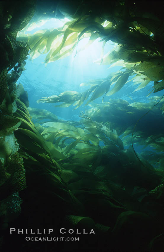 Kelp forest San Clemente Island. California, USA, Macrocystis pyrifera, natural history stock photograph, photo id 03791