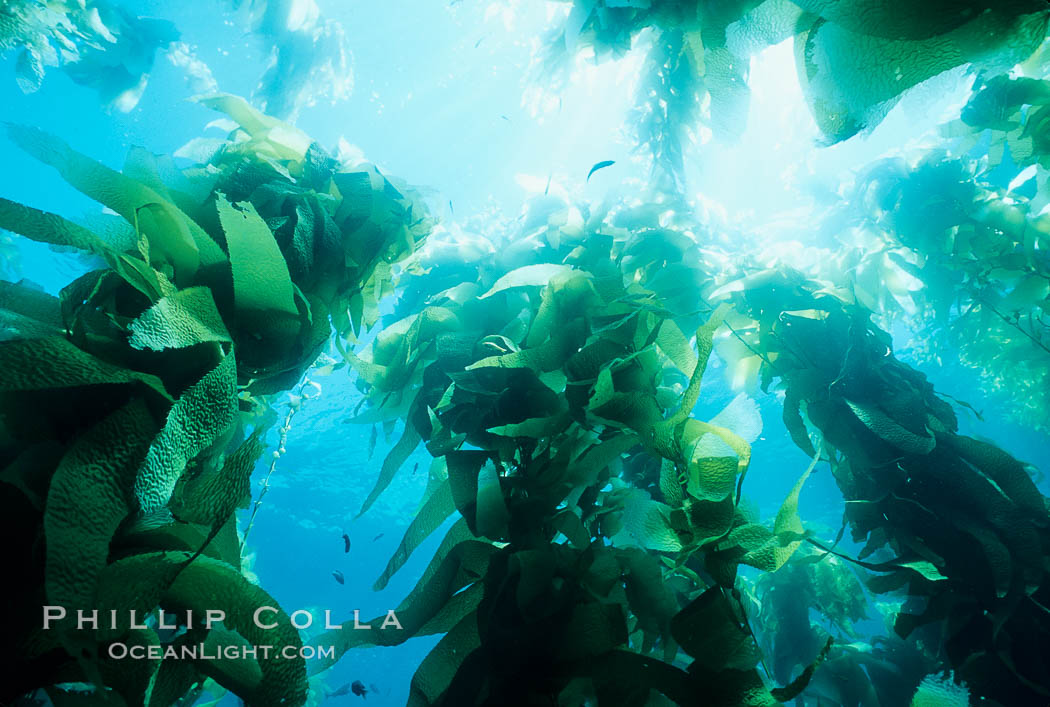 Kelp forest. San Clemente Island, California, USA, Macrocystis pyrifera, natural history stock photograph, photo id 04655