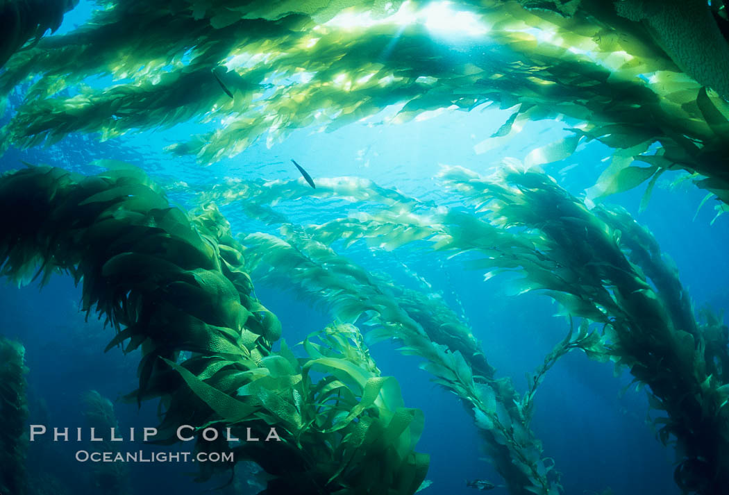 Kelp forest. San Clemente Island, California, USA, Macrocystis pyrifera, natural history stock photograph, photo id 04675