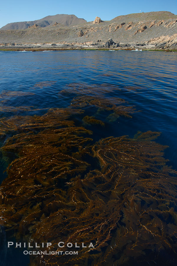 A forest of giant kelp, growing just below the ocean surface along the shores of San Clemente Island., Macrocystis pyrifera, natural history stock photograph, photo id 23567