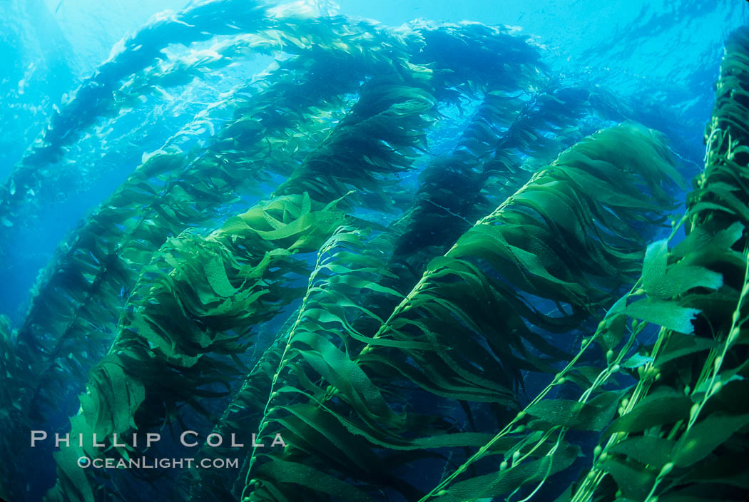 Kelp forest., Macrocystis pyrifera, natural history stock photograph, photo id 03425