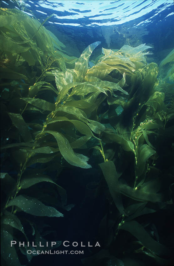 Kelp forest San Clemente Island. California, USA, Macrocystis pyrifera, natural history stock photograph, photo id 03781