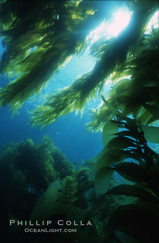Kelp forest San Clemente Island. California, USA, Macrocystis pyrifera, natural history stock photograph, photo id 03789
