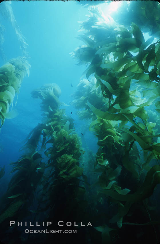 Kelp forest. San Clemente Island, California, USA, Macrocystis pyrifera, natural history stock photograph, photo id 04657