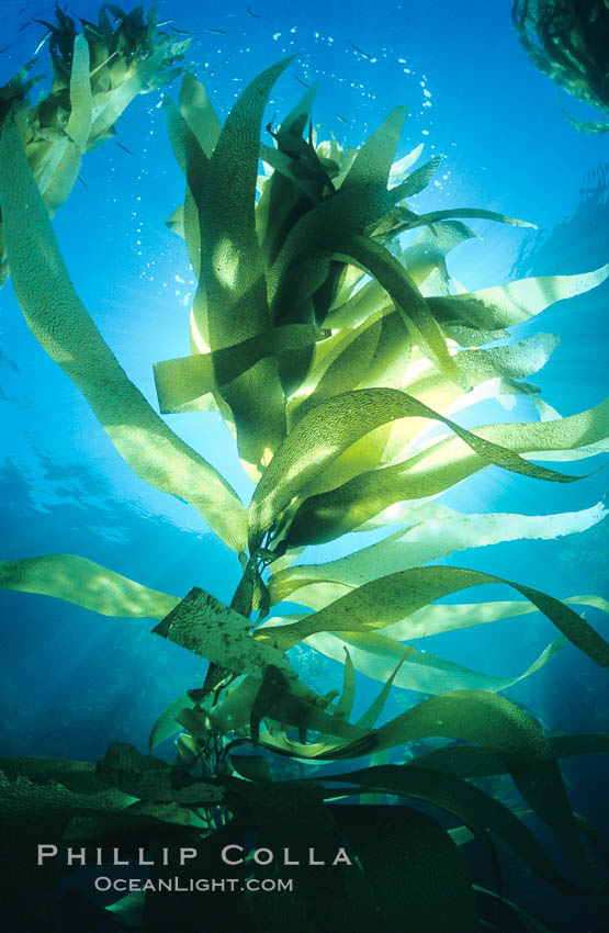 Kelp fronds backlit by the sun. San Clemente Island, California, USA, Macrocystis pyrifera, natural history stock photograph, photo id 19921