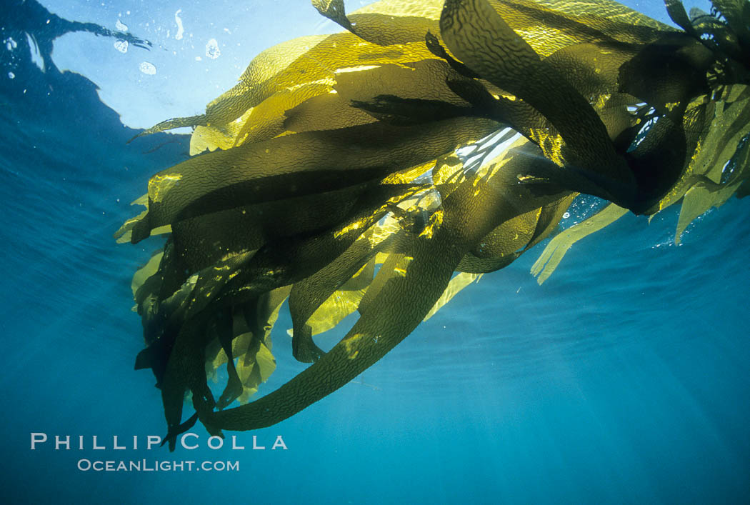 Kelp canopy. San Nicholas Island, California, USA, Macrocystis pyrifera, natural history stock photograph, photo id 02124