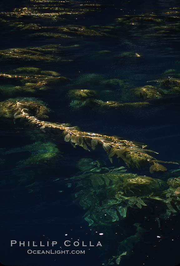 Kelp plants reaching surface, spreading out. Santa Barbara Island, California, USA, Macrocystis pyrifera, natural history stock photograph, photo id 04668