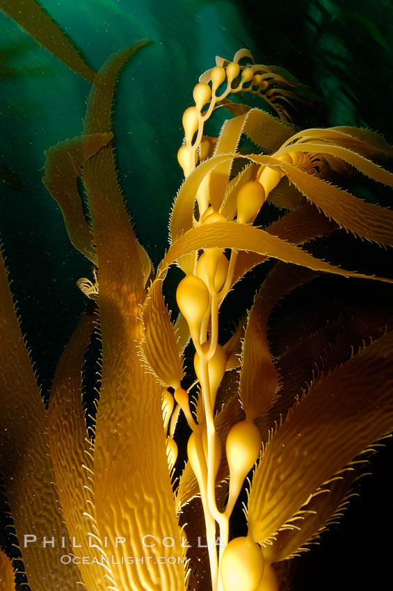 Kelp fronds showing pneumatocysts, bouyant gas-filled bubble-like structures which float the kelp plant off the ocean bottom toward the surface, where it will spread to form a roof-like canopy.  Santa Barbara Island. California, USA, Macrocystis pyrifera, natural history stock photograph, photo id 10224