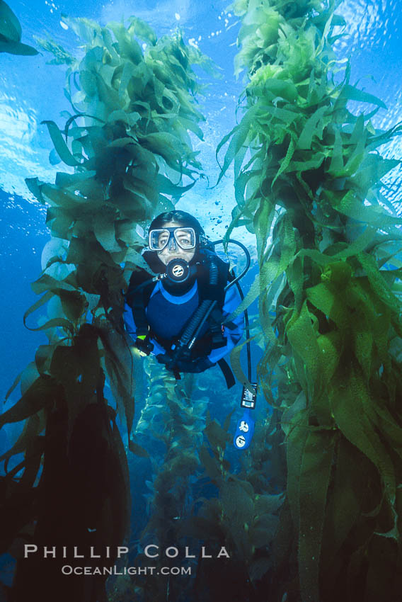 Diver in kelp forest. San Clemente Island, California, USA, natural history stock photograph, photo id 01091