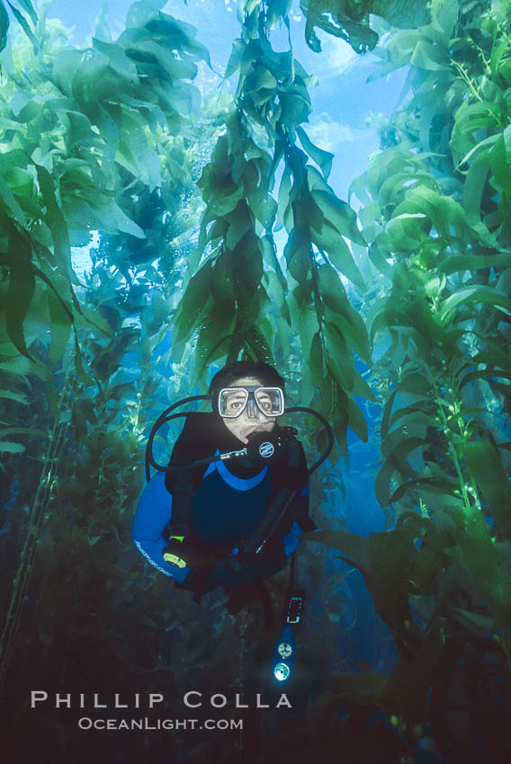 Diver in kelp forest. San Clemente Island, California, USA, natural history stock photograph, photo id 01095