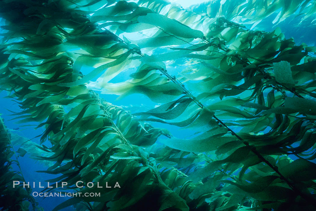 Kelp stipes and blades. Santa Barbara Island, California, USA, Macrocystis pyrifera, natural history stock photograph, photo id 02499