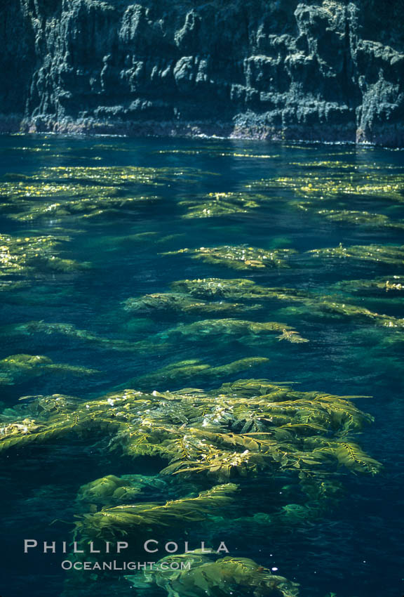 Kelp plants reaching surface, spreading out. Santa Barbara Island, California, USA, Macrocystis pyrifera, natural history stock photograph, photo id 04667