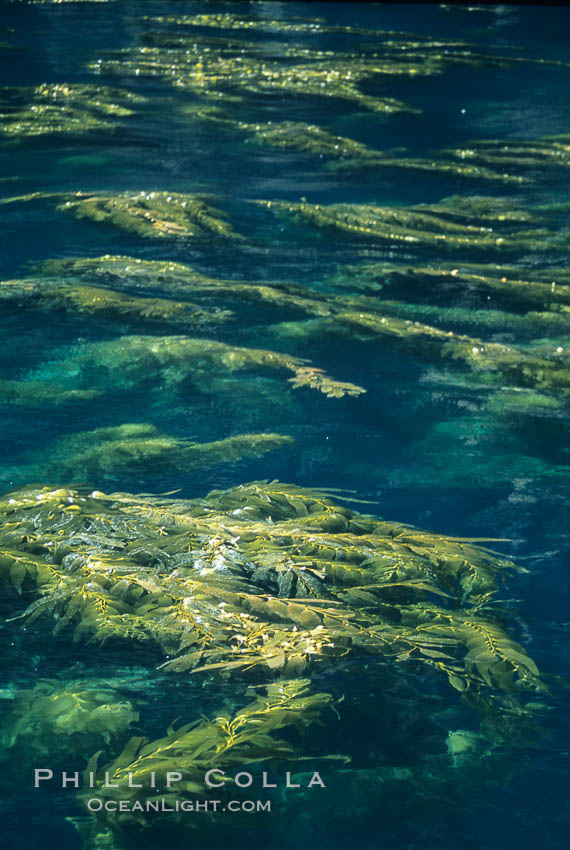 Kelp plants reaching surface, spreading out. Santa Barbara Island, California, USA, Macrocystis pyrifera, natural history stock photograph, photo id 04671