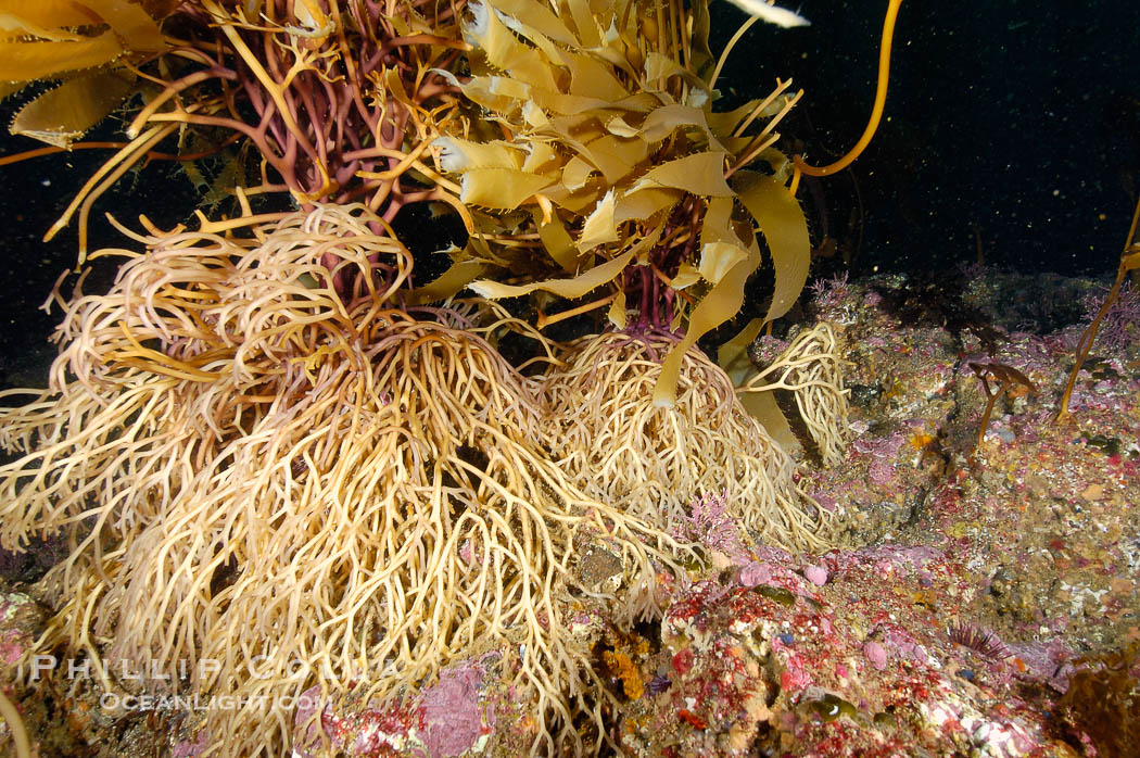 Kelp holdfast attaches the plant to the rocky reef on the oceans bottom.  Kelp blades are visible above the holdfast, swaying in the current.  Santa Barbara Island., Macrocystis pyrifera, natural history stock photograph, photo id 10135
