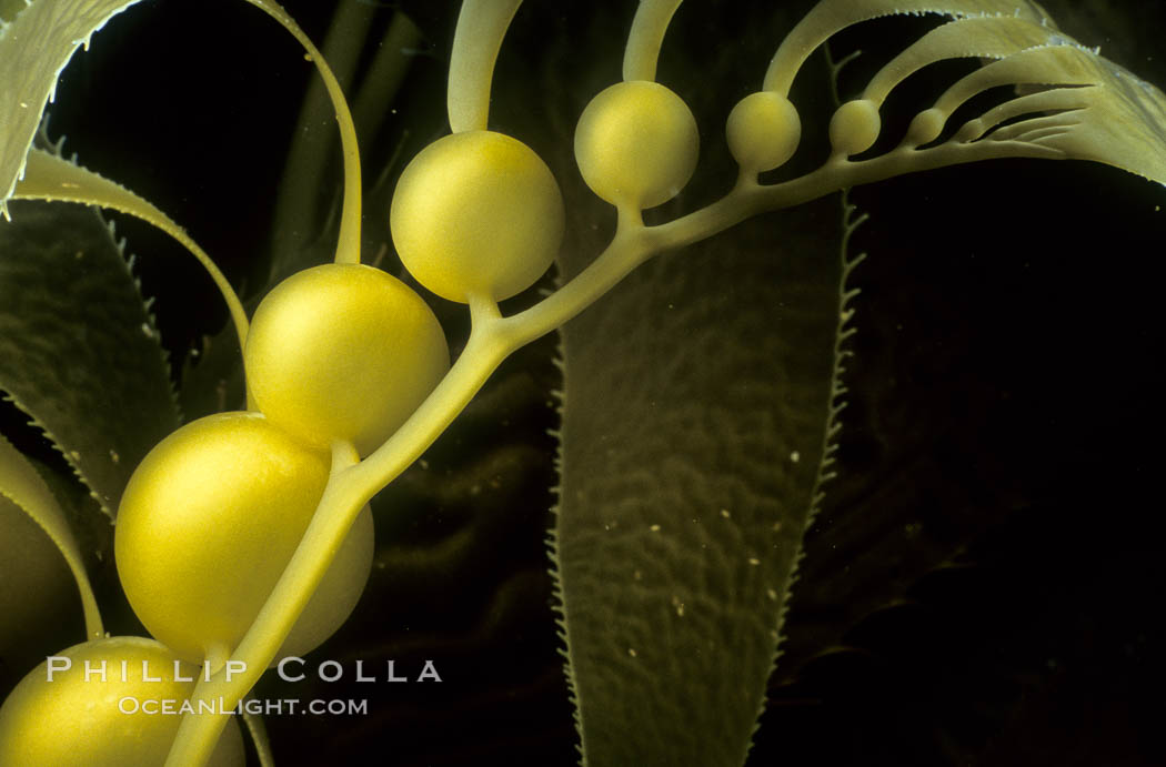 Kelp detail showing pneumatocysts. California, USA, Macrocystis pyrifera, natural history stock photograph, photo id 01045