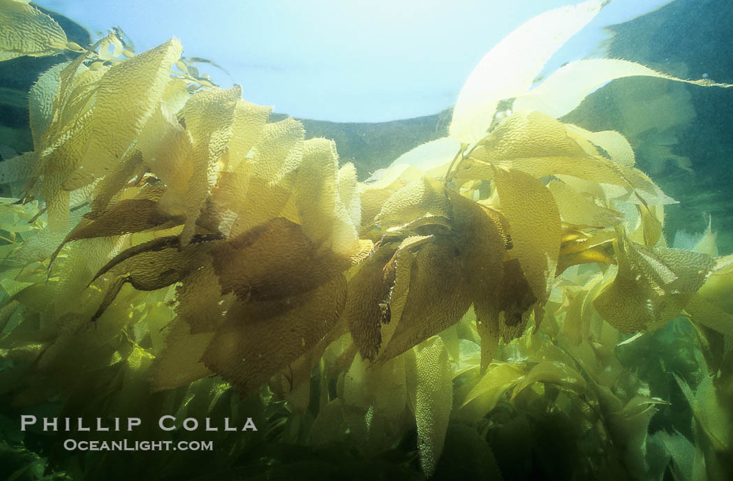 Kelp fronds., Macrocystis pyrifera, natural history stock photograph, photo id 01049