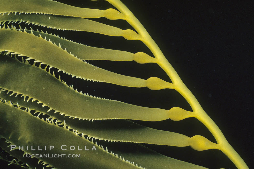 Kelp detail, San Diego. California, USA, Macrocystis pyrifera, natural history stock photograph, photo id 02125