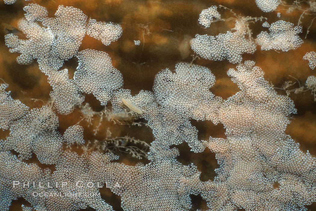 Kelp encrusting bryozoan (species unknown) on giant kelp. California, USA, Macrocystis pyrifera, natural history stock photograph, photo id 03285