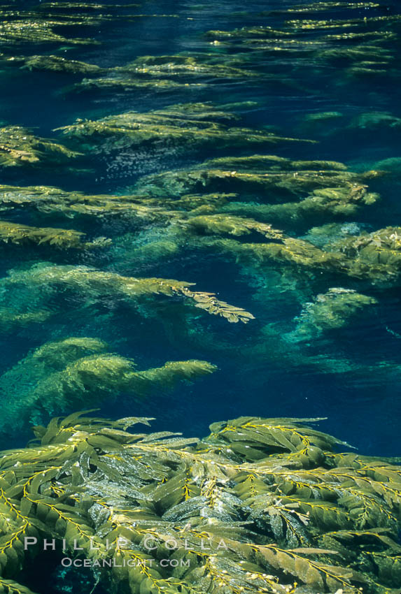 Kelp plants reaching surface, spreading out. Santa Barbara Island, California, USA, Macrocystis pyrifera, natural history stock photograph, photo id 04669