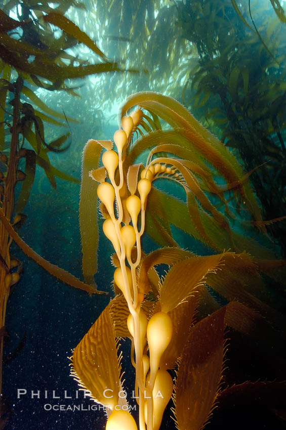 Kelp fronds showing pneumatocysts, bouyant gas-filled bubble-like structures which float the kelp plant off the ocean bottom toward the surface, where it will spread to form a roof-like canopy.  Santa Barbara Island. California, USA, Macrocystis pyrifera, natural history stock photograph, photo id 10225