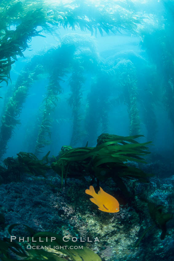 Kelp canopy. San Clemente Island, California, USA, Macrocystis pyrifera, natural history stock photograph, photo id 19986