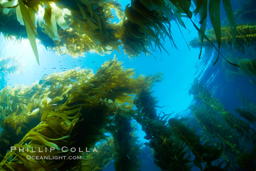 Giant kelp plants lean over in ocean currents, underwater.  Individual kelp plants grow from the rocky reef, to which they are attached, up to the ocean surface and form a vibrant community in which fishes, mammals and invertebrates thrive. San Clemente Island, California, USA, Macrocystis pyrifera, natural history stock photograph, photo id 23426