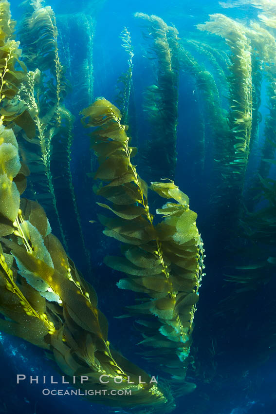 A kelp forest.  Giant kelp grows rapidly, up to 2' per day, from the rocky reef on the ocean bottom to which it is anchored, toward the ocean surface where it spreads to form a thick canopy.  Myriad species of fishes, mammals and invertebrates form a rich community in the kelp forest.  Lush forests of kelp are found through California's Southern Channel Islands. San Clemente Island, USA, Macrocystis pyrifera, natural history stock photograph, photo id 23446