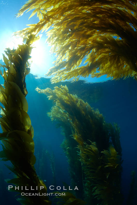 Sunlight filters through a kelp forest, the floating canopy of kelp spreads out on the ocean surface after having grown up from the rocky reef on the ocean bottom, underwater. San Clemente Island, California, USA, Macrocystis pyrifera, natural history stock photograph, photo id 23462