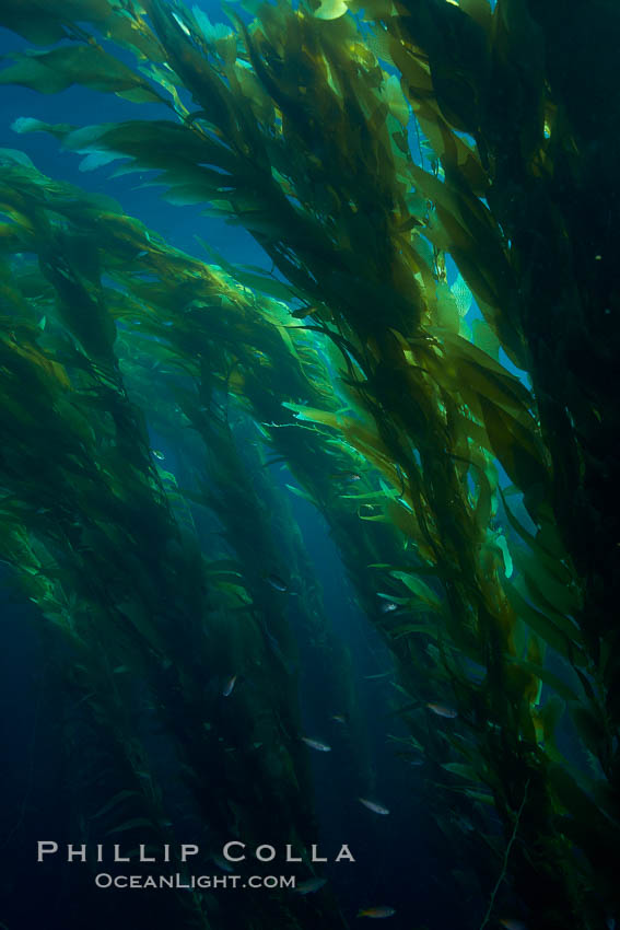 A kelp forest.  Giant kelp grows rapidly, up to 2' per day, from the rocky reef on the ocean bottom to which it is anchored, toward the ocean surface where it spreads to form a thick canopy.  Myriad species of fishes, mammals and invertebrates form a rich community in the kelp forest.  Lush forests of kelp are found through California's Southern Channel Islands. San Clemente Island, USA, Macrocystis pyrifera, natural history stock photograph, photo id 23498