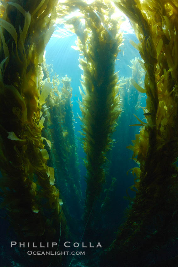 Kelp forest, underwater. San Clemente Island, California, USA, Macrocystis pyrifera, natural history stock photograph, photo id 23510