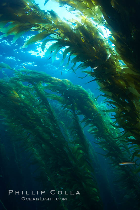 A kelp forest.  Giant kelp grows rapidly, up to 2' per day, from the rocky reef on the ocean bottom to which it is anchored, toward the ocean surface where it spreads to form a thick canopy.  Myriad species of fishes, mammals and invertebrates form a rich community in the kelp forest.  Lush forests of kelp are found through California's Southern Channel Islands. San Clemente Island, USA, Macrocystis pyrifera, natural history stock photograph, photo id 23514