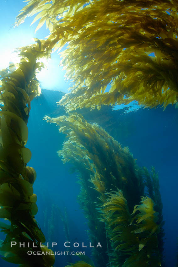Sunlight filters through a kelp forest, the floating canopy of kelp spreads out on the ocean surface after having grown up from the rocky reef on the ocean bottom, underwater. San Clemente Island, California, USA, Macrocystis pyrifera, natural history stock photograph, photo id 23538