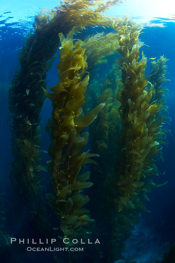 A kelp forest.  Giant kelp grows rapidly, up to 2' per day, from the rocky reef on the ocean bottom to which it is anchored, toward the ocean surface where it spreads to form a thick canopy.  Myriad species of fishes, mammals and invertebrates form a rich community in the kelp forest.  Lush forests of kelp are found through California's Southern Channel Islands. San Clemente Island, USA, Macrocystis pyrifera, natural history stock photograph, photo id 23554
