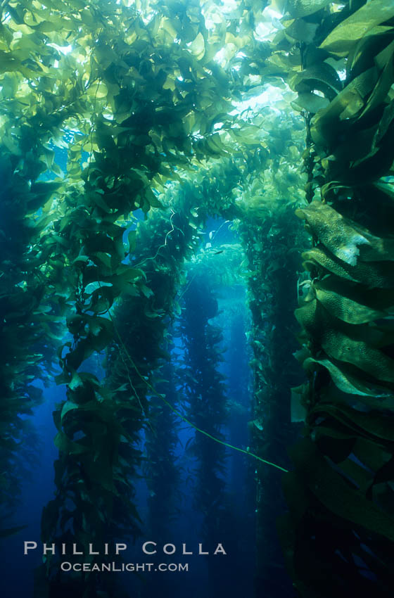 Kelp forest. San Clemente Island, California, USA, Macrocystis pyrifera, natural history stock photograph, photo id 19984