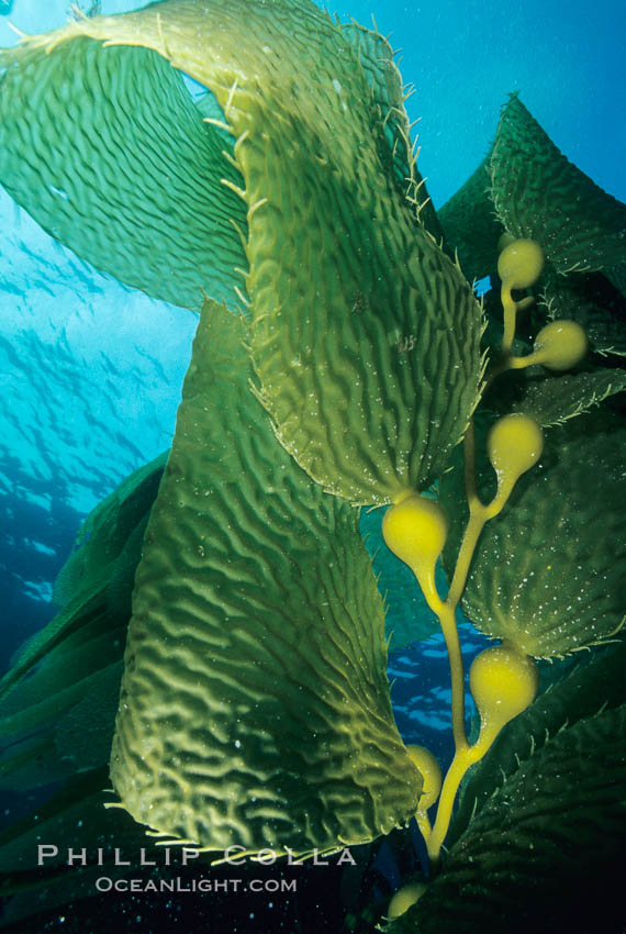 Kelp fronds. San Clemente Island, California, USA, Macrocystis pyrifera, natural history stock photograph, photo id 19988