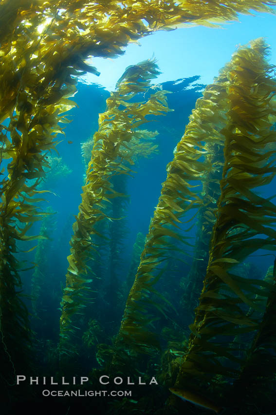 A kelp forest.  Giant kelp grows rapidly, up to 2' per day, from the rocky reef on the ocean bottom to which it is anchored, toward the ocean surface where it spreads to form a thick canopy.  Myriad species of fishes, mammals and invertebrates form a rich community in the kelp forest.  Lush forests of kelp are found through California's Southern Channel Islands. San Clemente Island, USA, Macrocystis pyrifera, natural history stock photograph, photo id 23428
