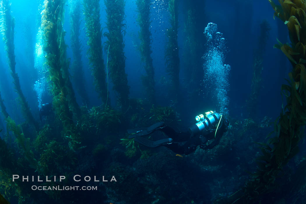 A SCUBA diver, swims through a underwater forest of giant kelp at San Clemente Island. California, USA, Macrocystis pyrifera, natural history stock photograph, photo id 23468