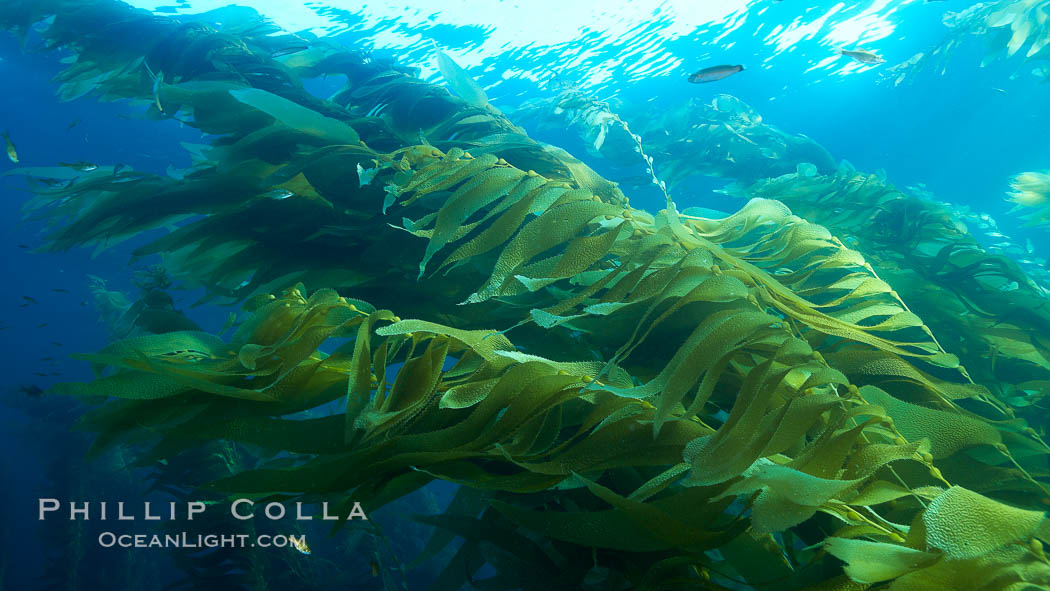 Giant kelp plants lean over in ocean currents, underwater.  Individual kelp plants grow from the rocky reef, to which they are attached, up to the ocean surface and form a vibrant community in which fishes, mammals and invertebrates thrive. San Clemente Island, California, USA, Macrocystis pyrifera, natural history stock photograph, photo id 23476