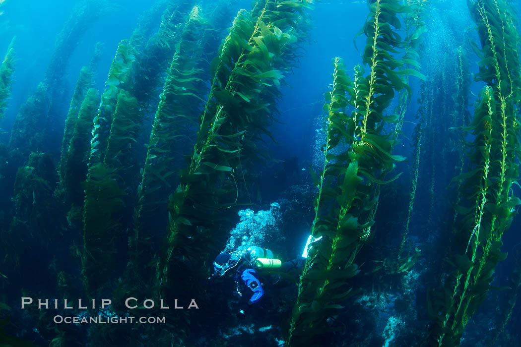 A SCUBA diver, swims through a underwater forest of giant kelp at San Clemente Island. California, USA, Macrocystis pyrifera, natural history stock photograph, photo id 23500