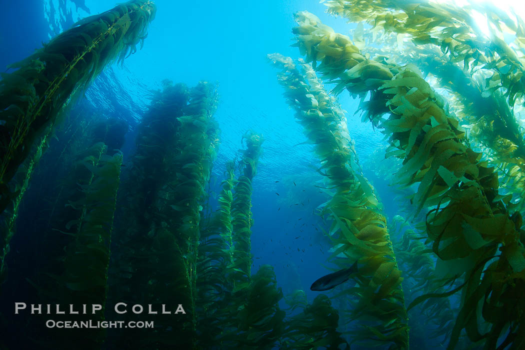 Kelp forest, underwater., Macrocystis pyrifera, natural history stock photograph, photo id 23516