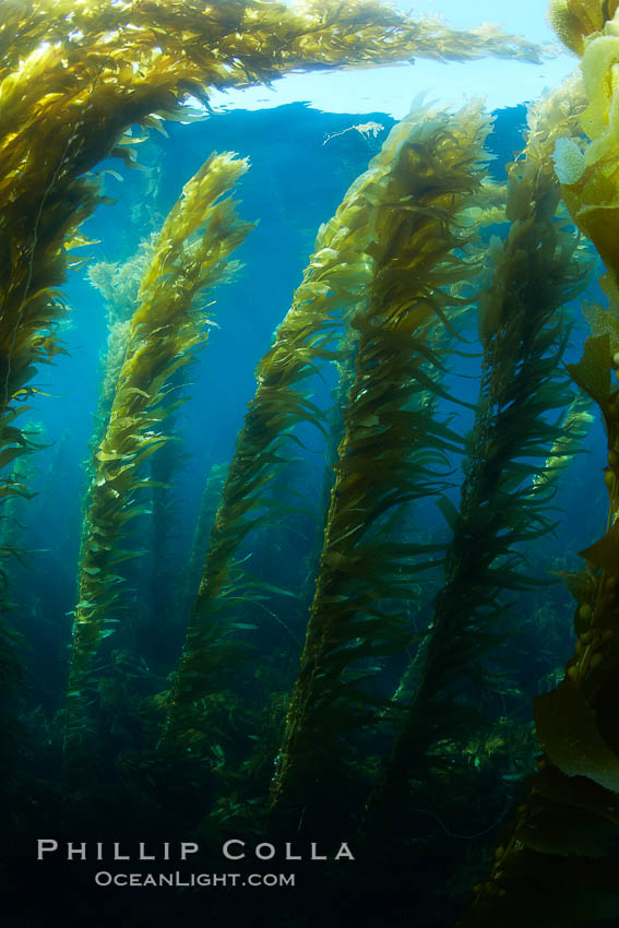 A kelp forest.  Giant kelp grows rapidly, up to 2' per day, from the rocky reef on the ocean bottom to which it is anchored, toward the ocean surface where it spreads to form a thick canopy.  Myriad species of fishes, mammals and invertebrates form a rich community in the kelp forest.  Lush forests of kelp are found through California's Southern Channel Islands. San Clemente Island, USA, Macrocystis pyrifera, natural history stock photograph, photo id 23592
