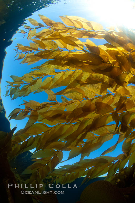 A view of an underwater forest of giant kelp.  Giant kelp grows rapidly, up to 2' per day, from the rocky reef on the ocean bottom to which it is anchored, toward the ocean surface where it spreads to form a thick canopy.  Myriad species of fishes, mammals and invertebrates form a rich community in the kelp forest.  Lush forests of kelp are found through California's Southern Channel Islands. San Clemente Island, USA, Macrocystis pyrifera, natural history stock photograph, photo id 25432