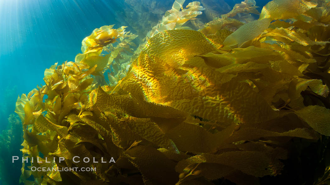 A view of an underwater forest of giant kelp.  Giant kelp grows rapidly, up to 2' per day, from the rocky reef on the ocean bottom to which it is anchored, toward the ocean surface where it spreads to form a thick canopy.  Myriad species of fishes, mammals and invertebrates form a rich community in the kelp forest.  Lush forests of kelp are found through California's Southern Channel Islands. San Clemente Island, USA, Macrocystis pyrifera, natural history stock photograph, photo id 25436