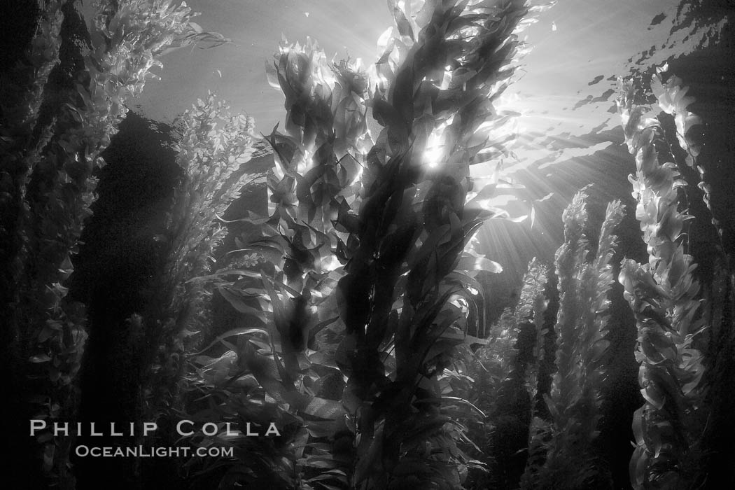 A kelp forest.  Giant kelp grows rapidly, up to 2' per day, from the rocky reef on the ocean bottom to which it is anchored, toward the ocean surface where it spreads to form a thick canopy.  Myriad species of fishes, mammals and invertebrates form a rich community in the kelp forest.  Lush forests of kelp are found through California's Southern Channel Islands. San Clemente Island, USA, Macrocystis pyrifera, natural history stock photograph, photo id 23435