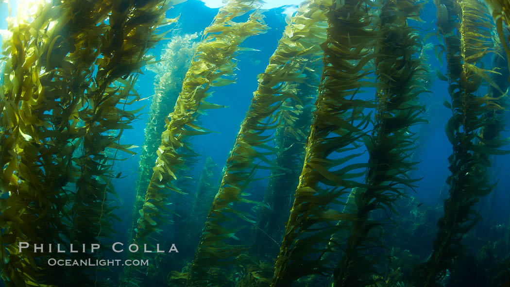 A kelp forest.  Giant kelp grows rapidly, up to 2' per day, from the rocky reef on the ocean bottom to which it is anchored, toward the ocean surface where it spreads to form a thick canopy.  Myriad species of fishes, mammals and invertebrates form a rich community in the kelp forest.  Lush forests of kelp are found through California's Southern Channel Islands. San Clemente Island, USA, Macrocystis pyrifera, natural history stock photograph, photo id 23455